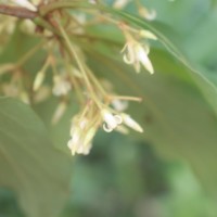 Pittosporum ferrugineum W.T.Aiton